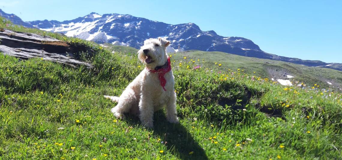Vacanza in montagna con il cane - Trudy
