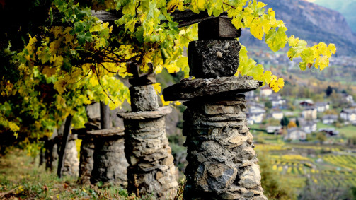 Visita nei vigneti e degustazione dei vini del Monte-Bianco