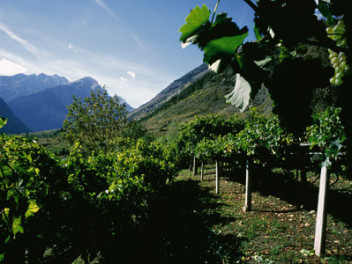 Residence Le Petit Coeur - Highest Europe Vineyards 
