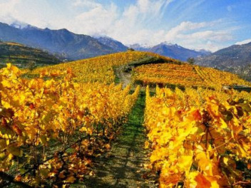 Residence Le Petit Coeur - Autumn Vineyards